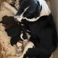 Cuccioli border collie