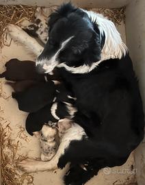 Cuccioli border collie