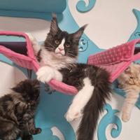 Cucciolo di Maine Coon