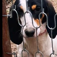 Segugio francese-arjua