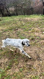 Simil Sitter 15 mesi