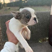 Bulldog francese cucciola