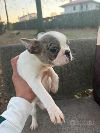 Bulldog francese cucciola