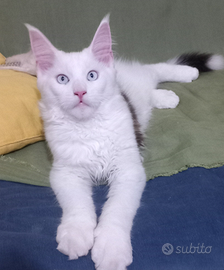 Maine Coon maschio con occhi blu