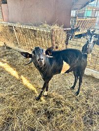 Caprone becco