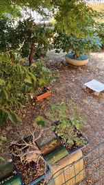 Yamadori,  prebonsai,  bonsai