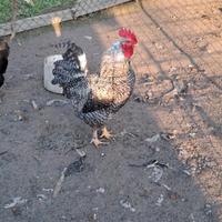 Gallo incrocio amrock