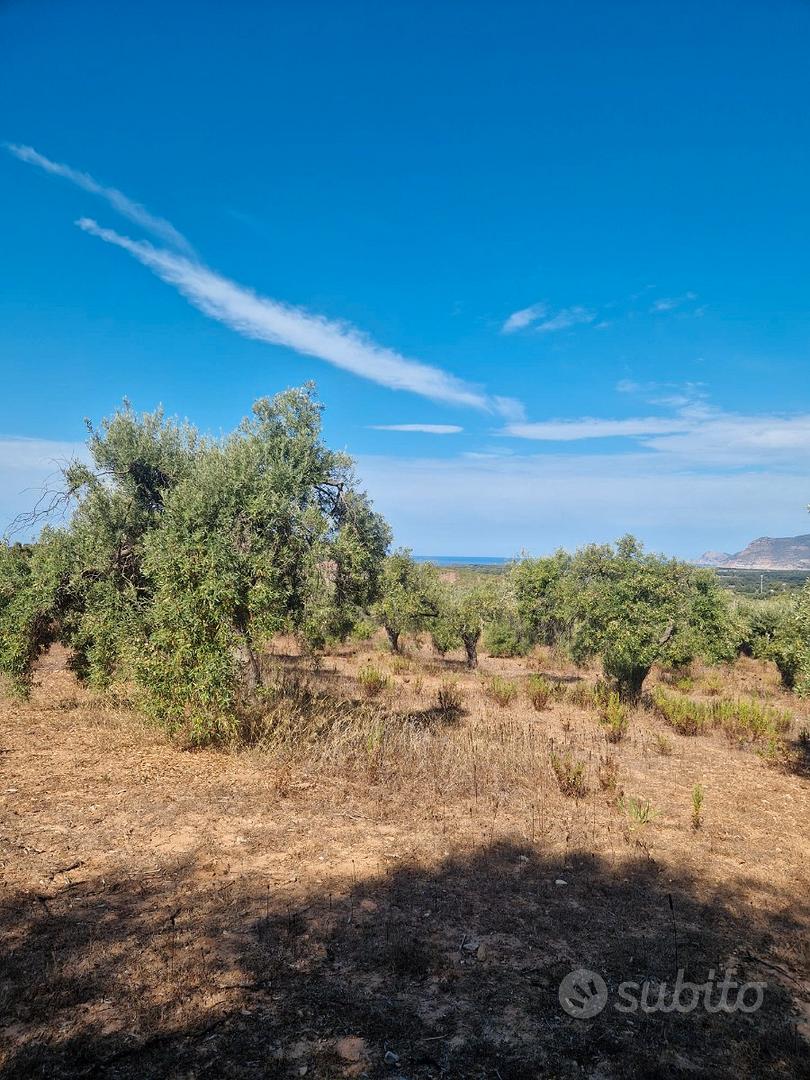 Alghero Terreno agricolo con uliveto - Vista 3