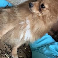 Cangnolina Pomerania