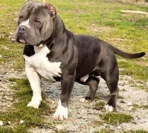 American bully