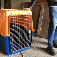 Trasportino per Cani