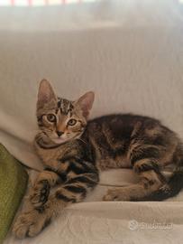 Gattina