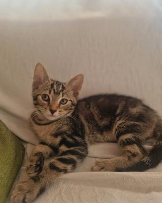 Gattina