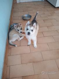 Cuccioli hasky
