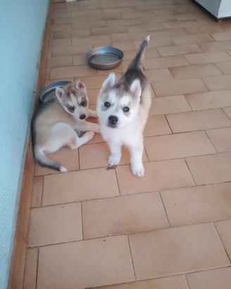 Cuccioli hasky