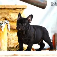 Cucciolo di bouledogue francese maschio bringee