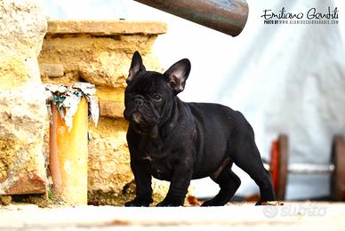 Cucciolo di bouledogue francese maschio bringee