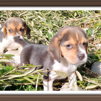 Beagle