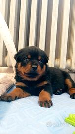 Rottweiler cuccioli