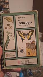 Tavole di zoologia (invertebrati), Giunti