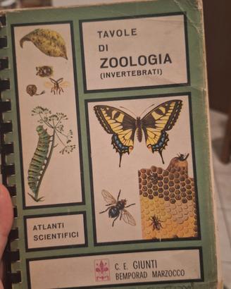 Tavole di zoologia (invertebrati), Giunti