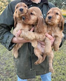 Cocker spaniel cuccioli