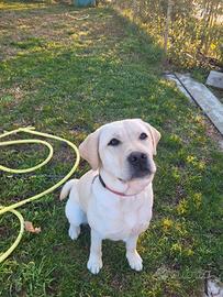 Cucciolo labrador retriever