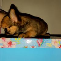 Chihuahua maschio a pelo lungo