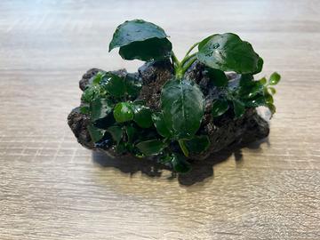 Pianta acquario Anubias Nane e Bonsai su roccia