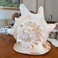 Conchiglia da arredo