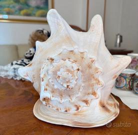 Conchiglia da arredo