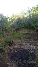 Terreno con piccolo casotto