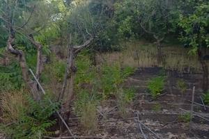 Terreno con piccolo casotto