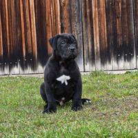 Cucciolo American Bully XXL