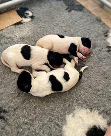 Cuccioli di setter inglese