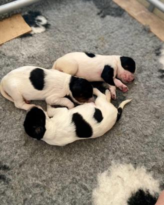 Cuccioli di setter inglese