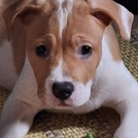 Cucciolo amstaff incrocio staffordshire bul terier