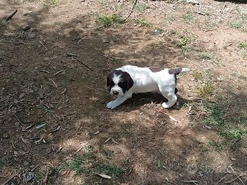 Cucciolo Springer spaniel