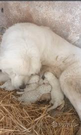 Cani pastori abruzzesi