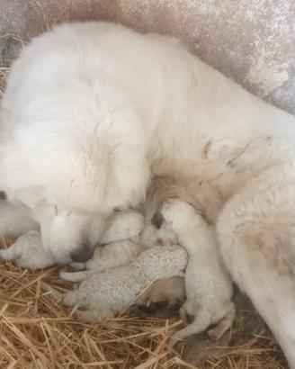 Cani pastori abruzzesi