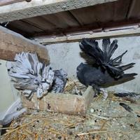 Colombi pavoncelli indiani Taglia grande