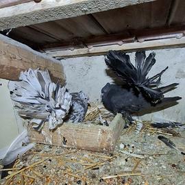 Colombi pavoncelli indiani Taglia grande