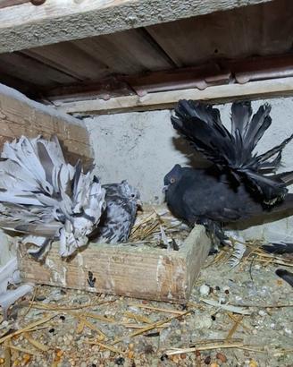 Colombi pavoncelli indiani Taglia grande