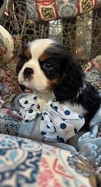 Ultimo cucciolo Cavalier king enci