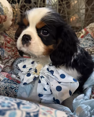 Ultimo cucciolo Cavalier king enci