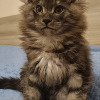 Cucciolo Maine Coon