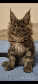 Cucciolo Maine Coon