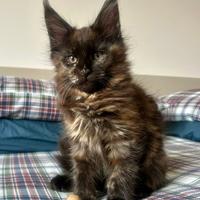 Maine coon femmina