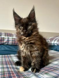 Maine coon femmina