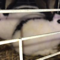 Conigli giganti pappilon